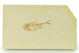 Detailed Fossil Fish (Diplomystus) - Wyoming #333780-1